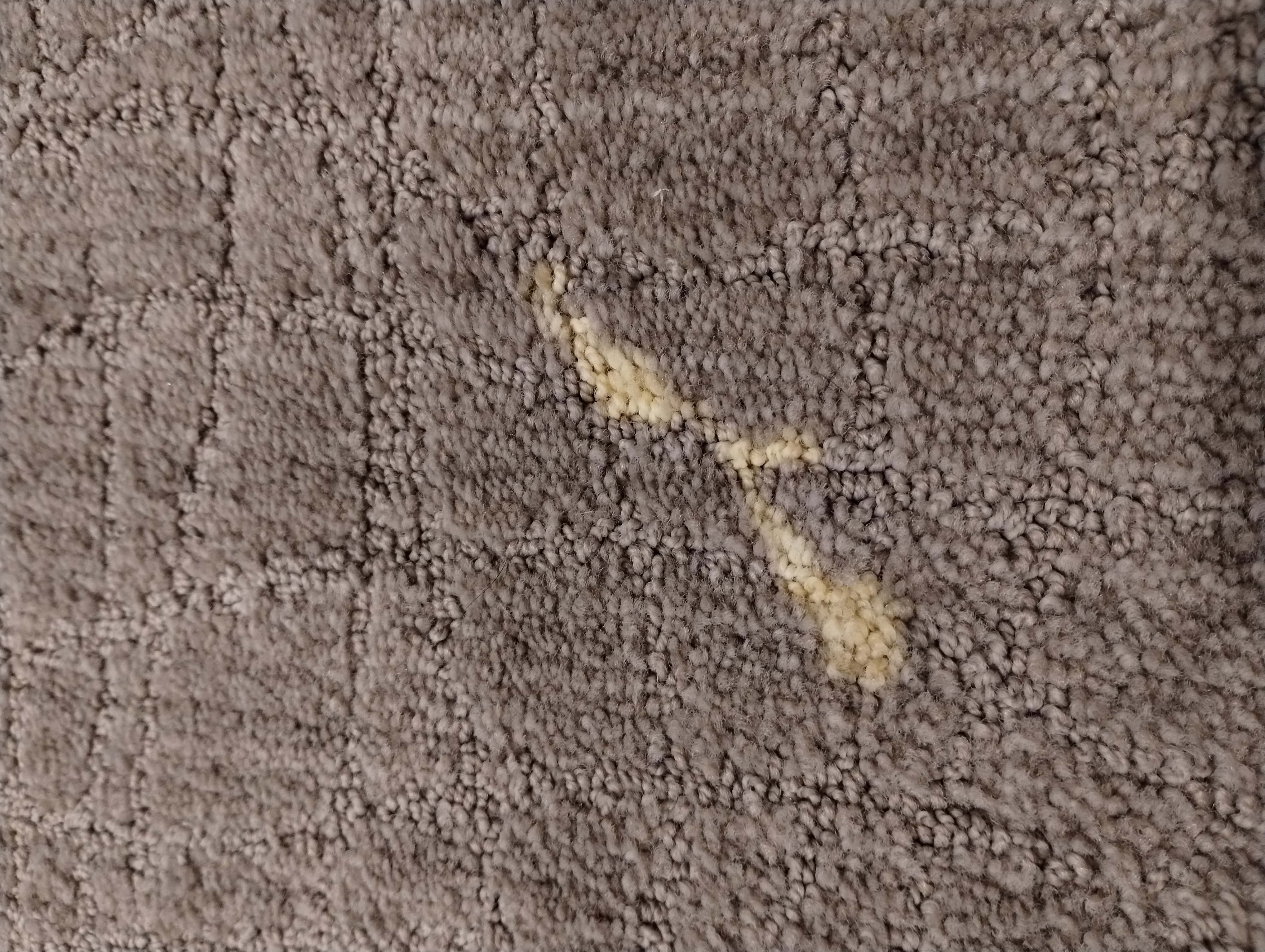 Pet carpet damage repair — before