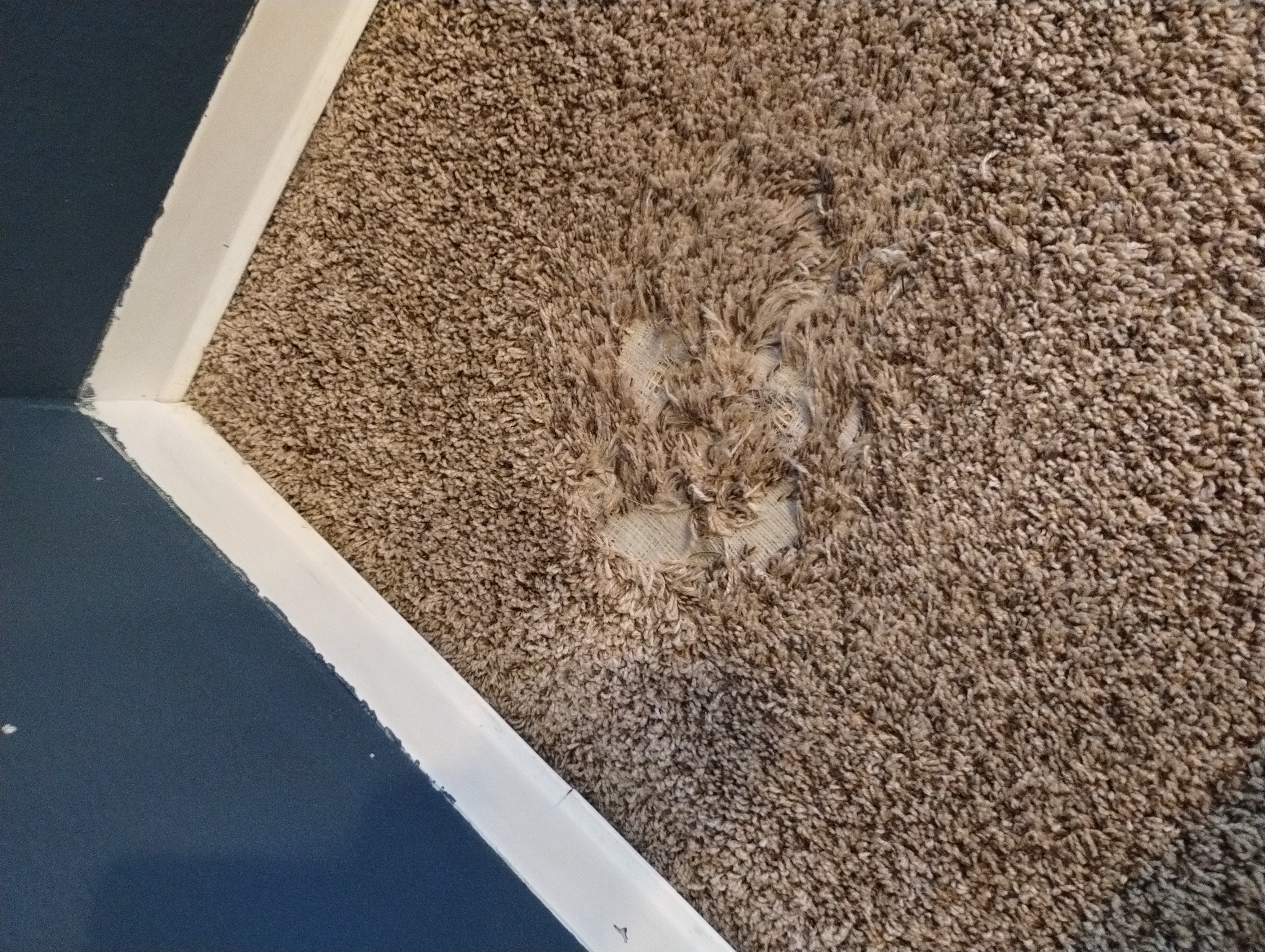 Pet carpet damage repair — before