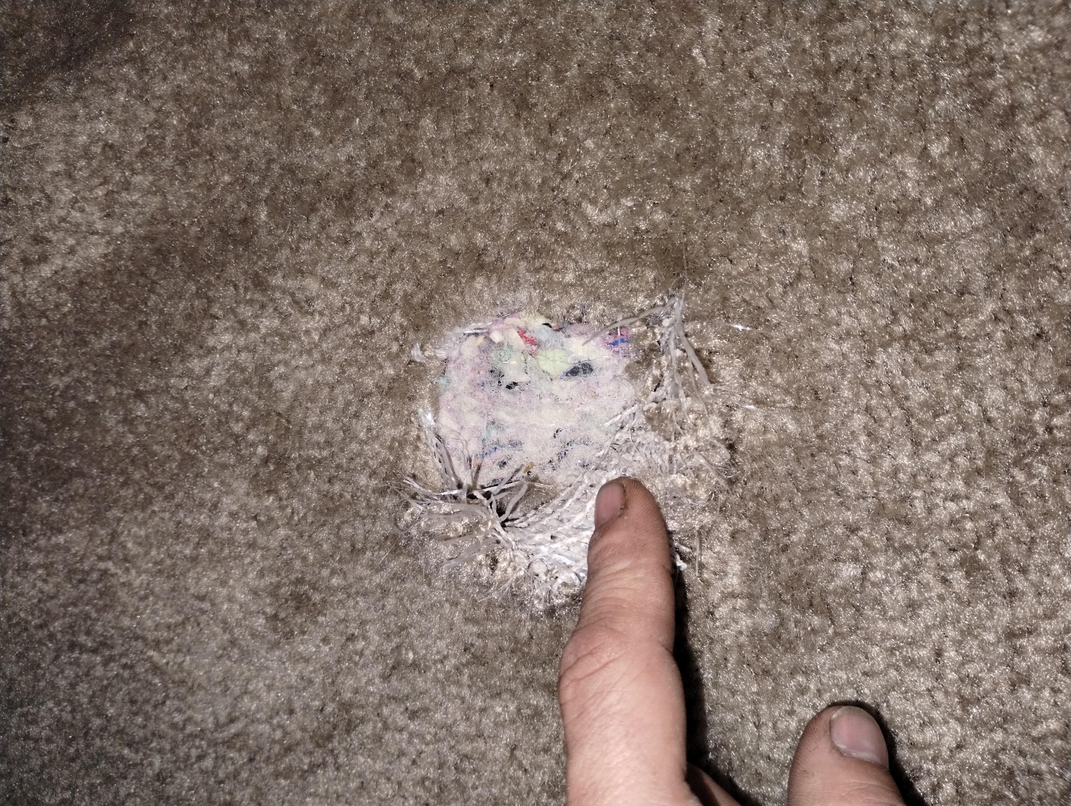 Pet carpet damage repair — before