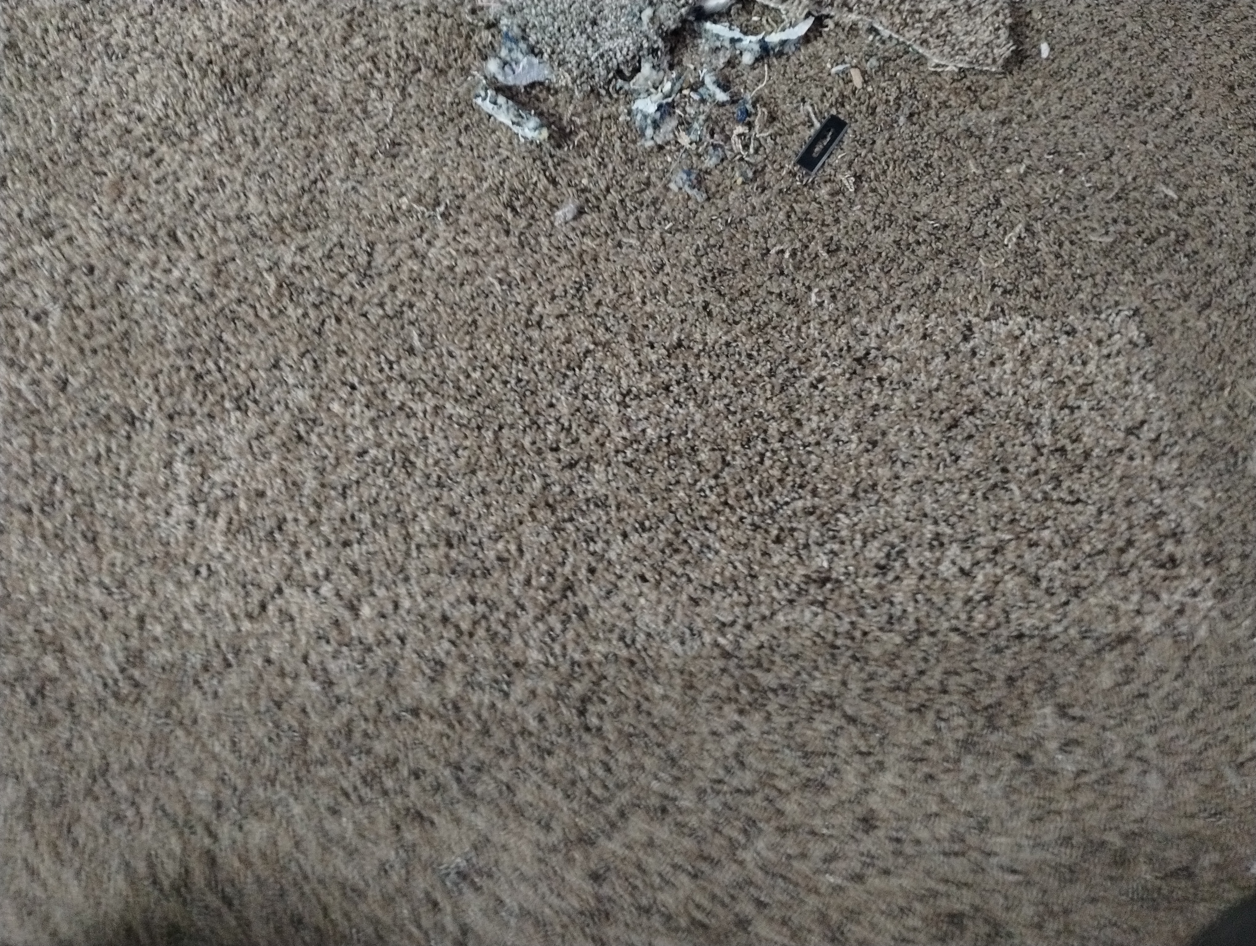 Pet carpet damage repair — after