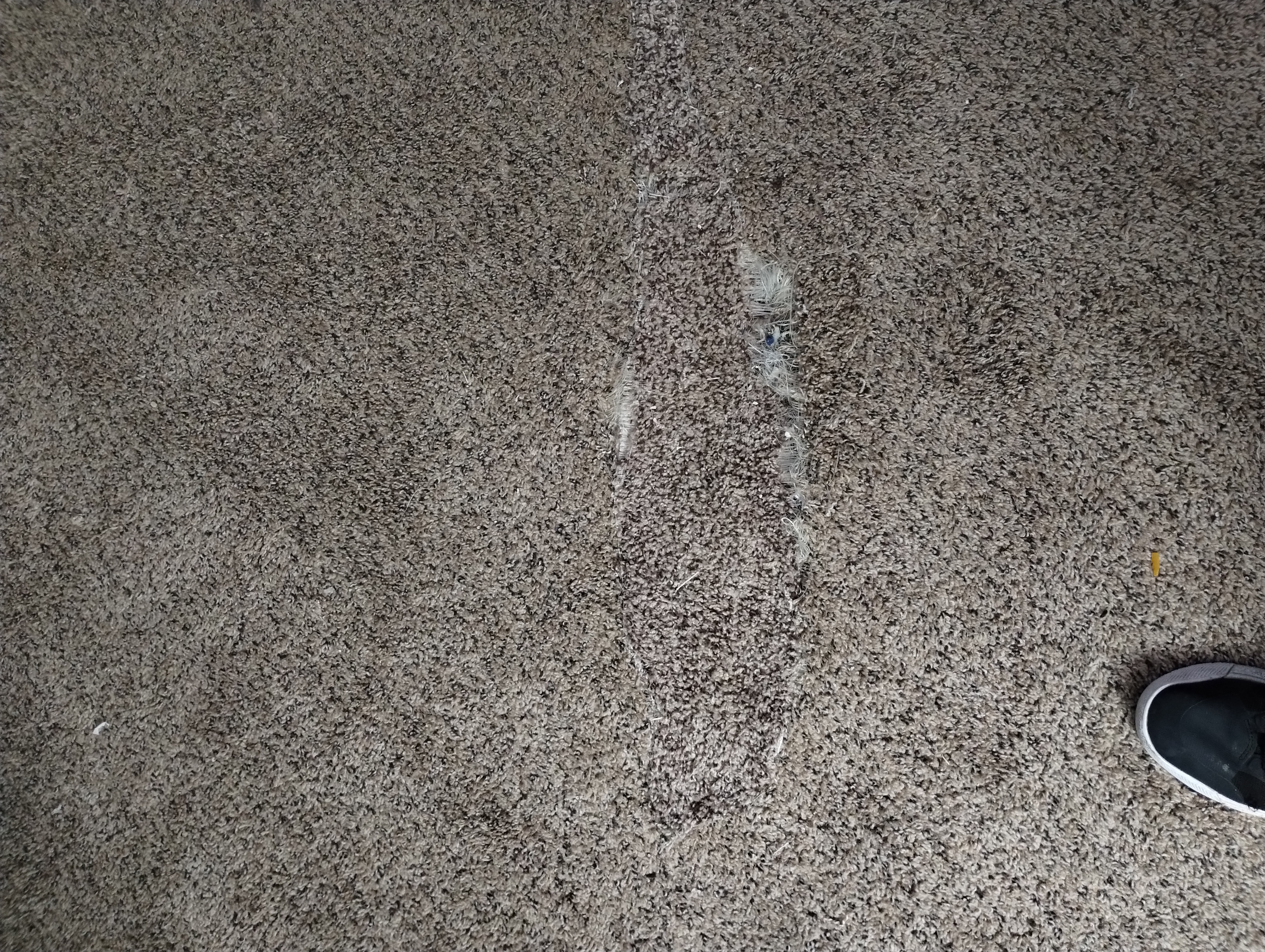 Pet carpet damage repair — before