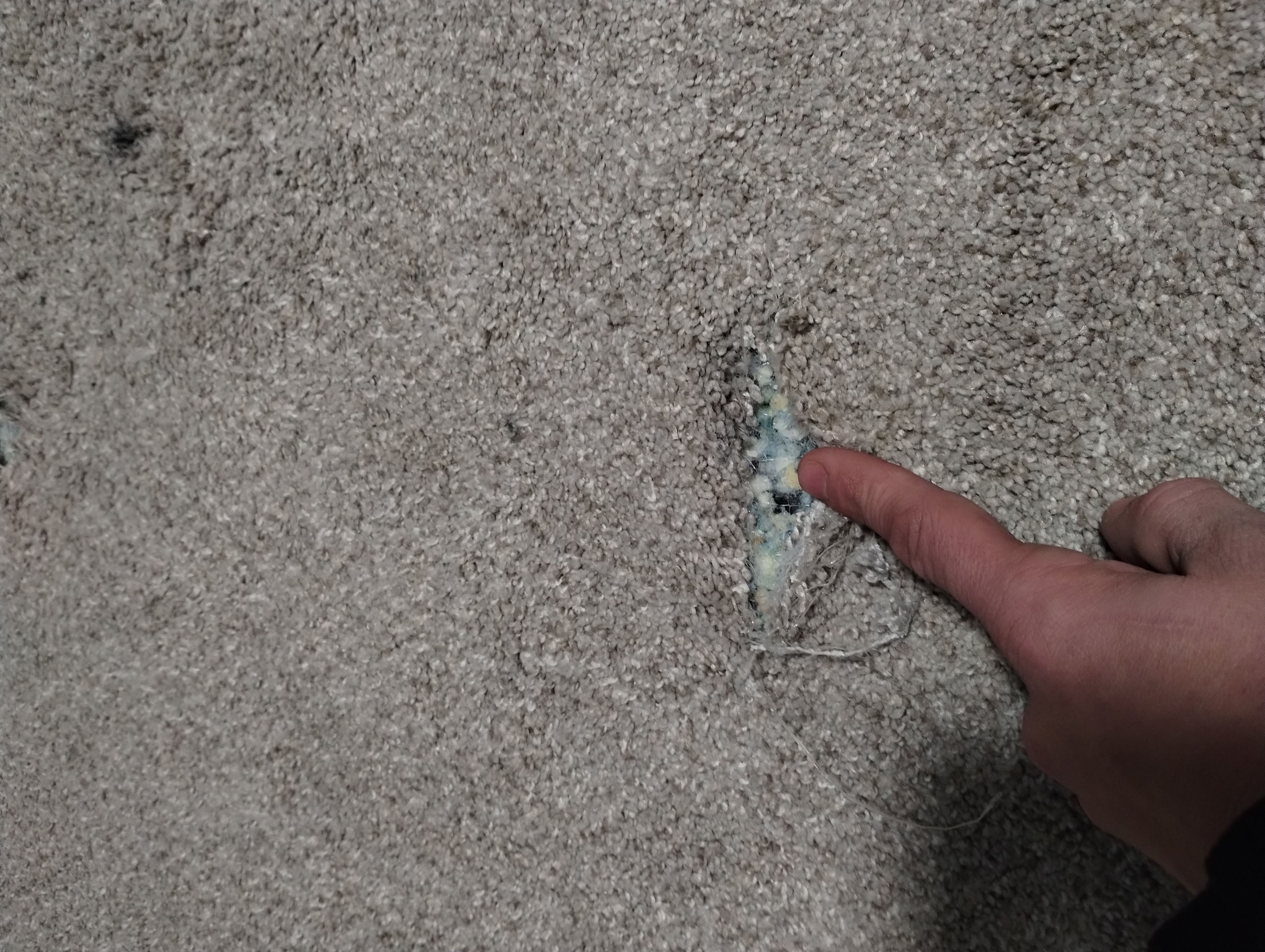Pet carpet damage repair — before