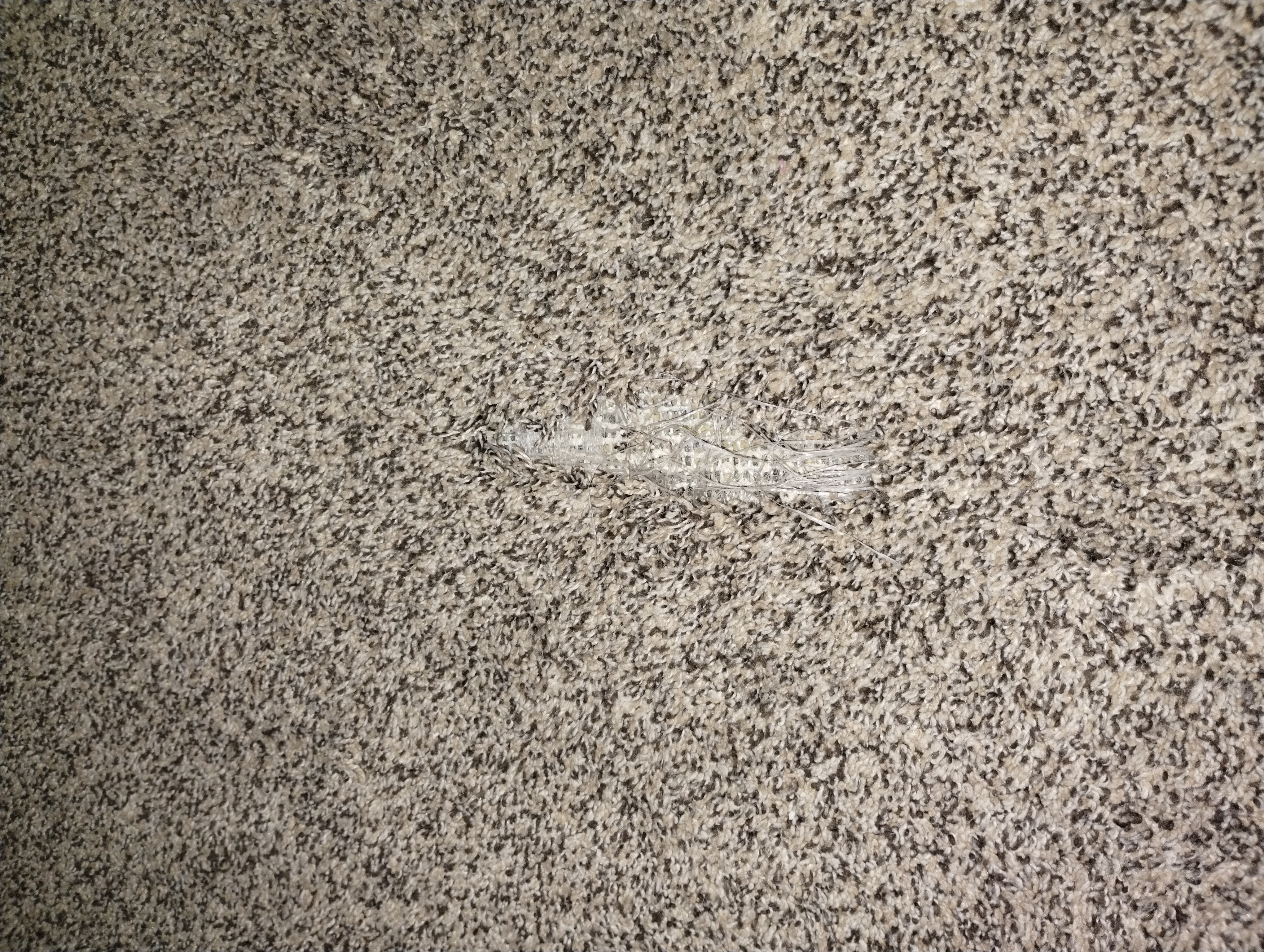 Pet carpet damage repair — before