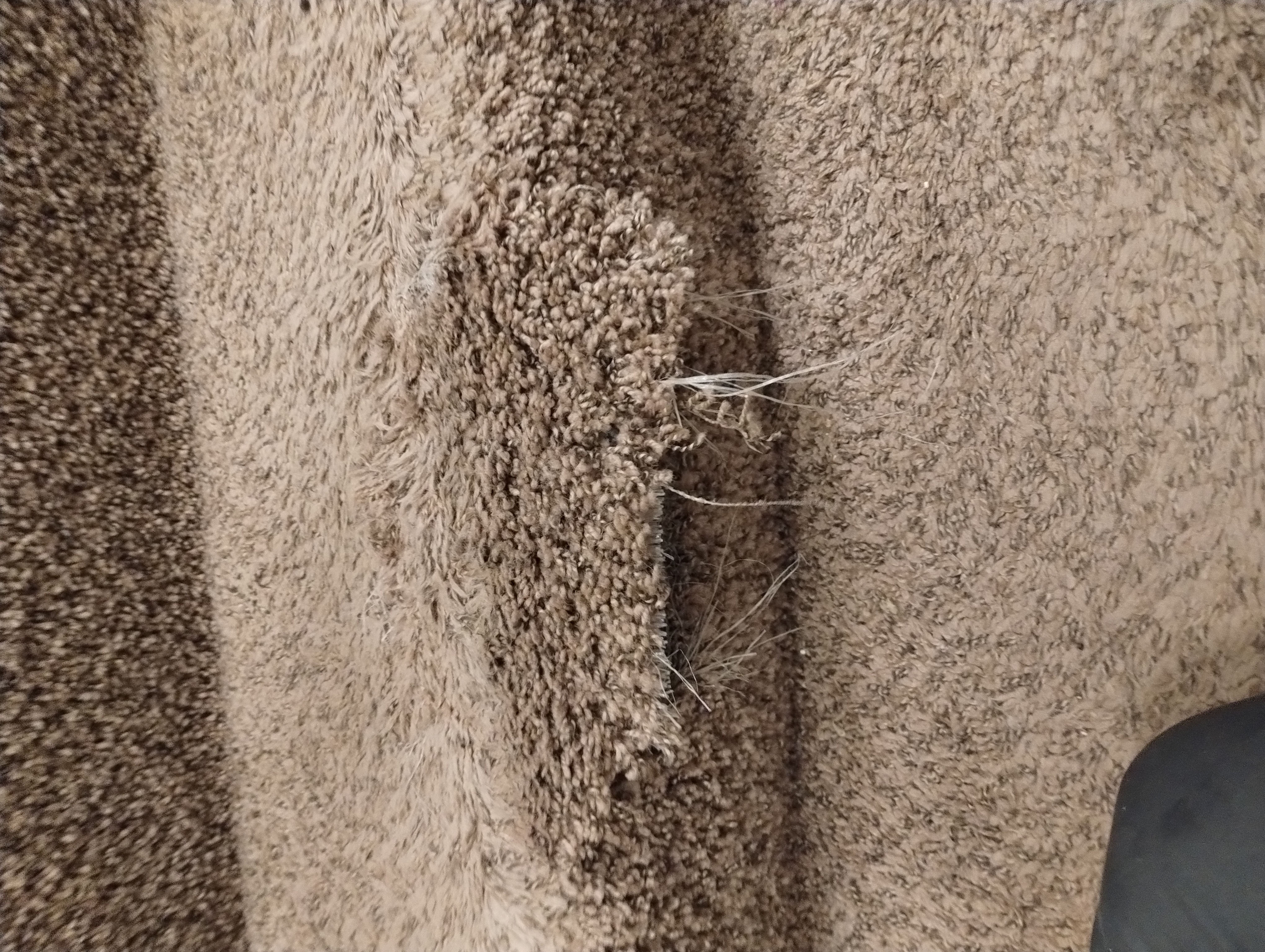 Pet carpet damage repair — before