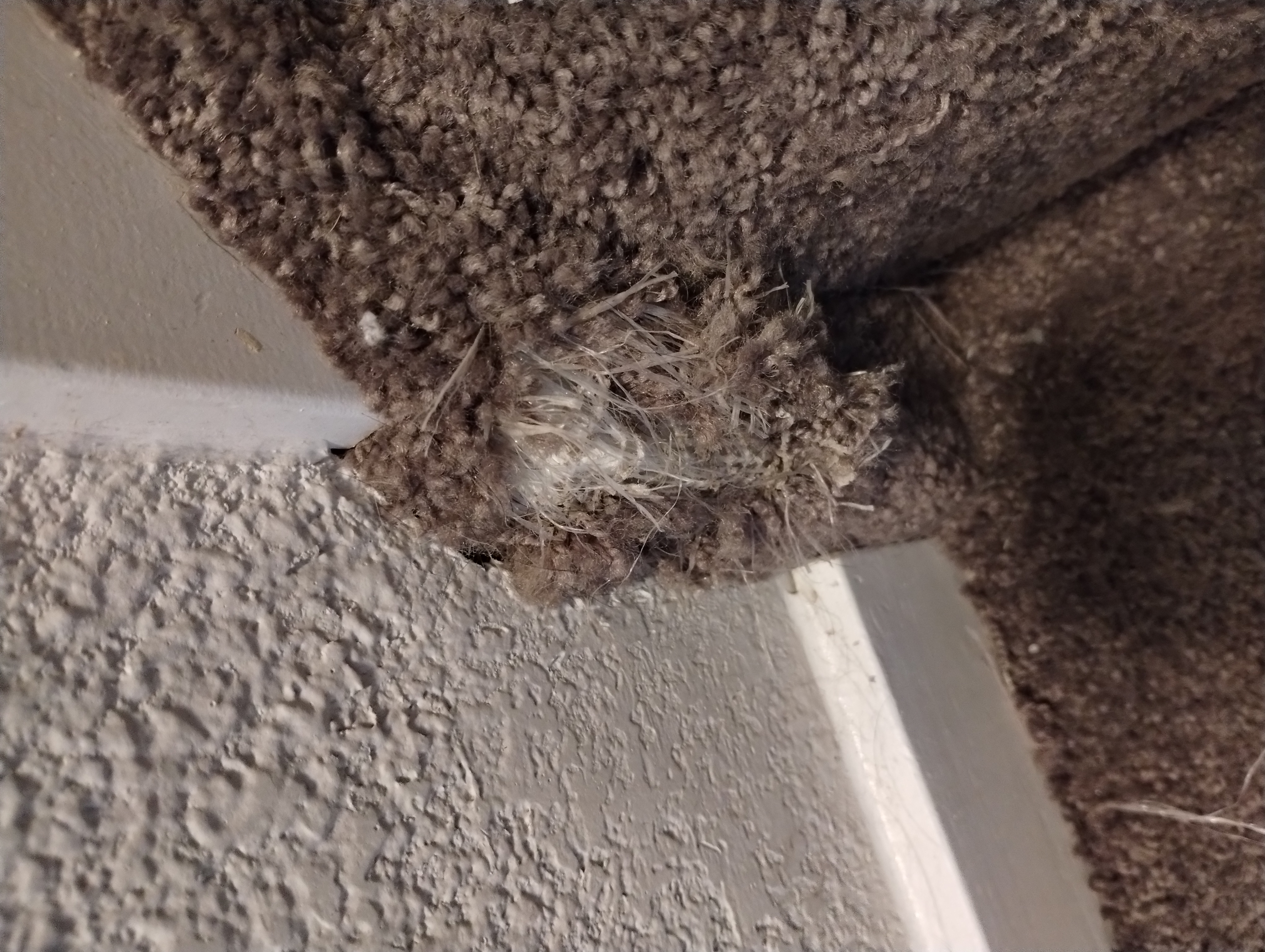 Stair carpet repair — before