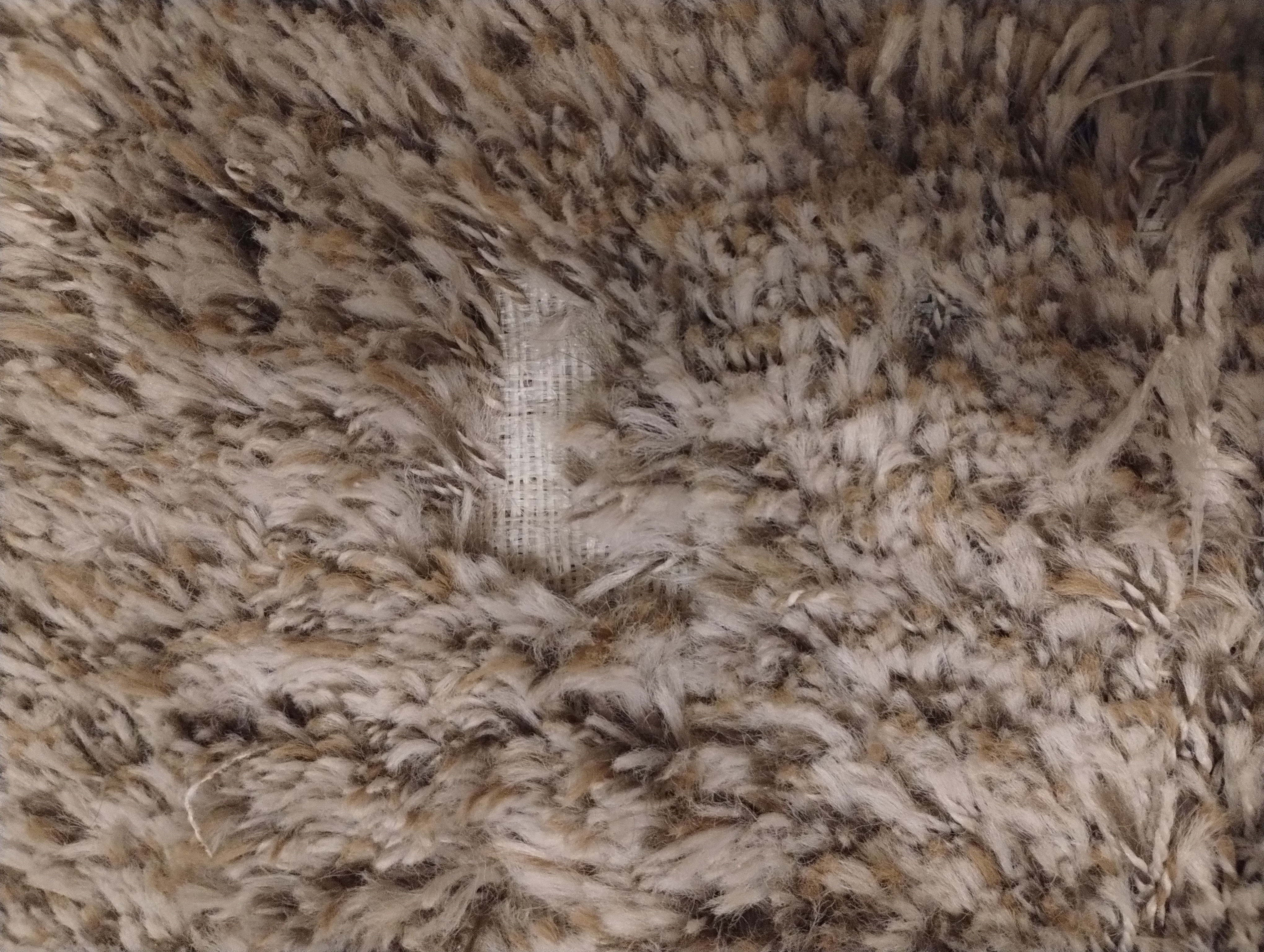 Pet carpet damage repair — before